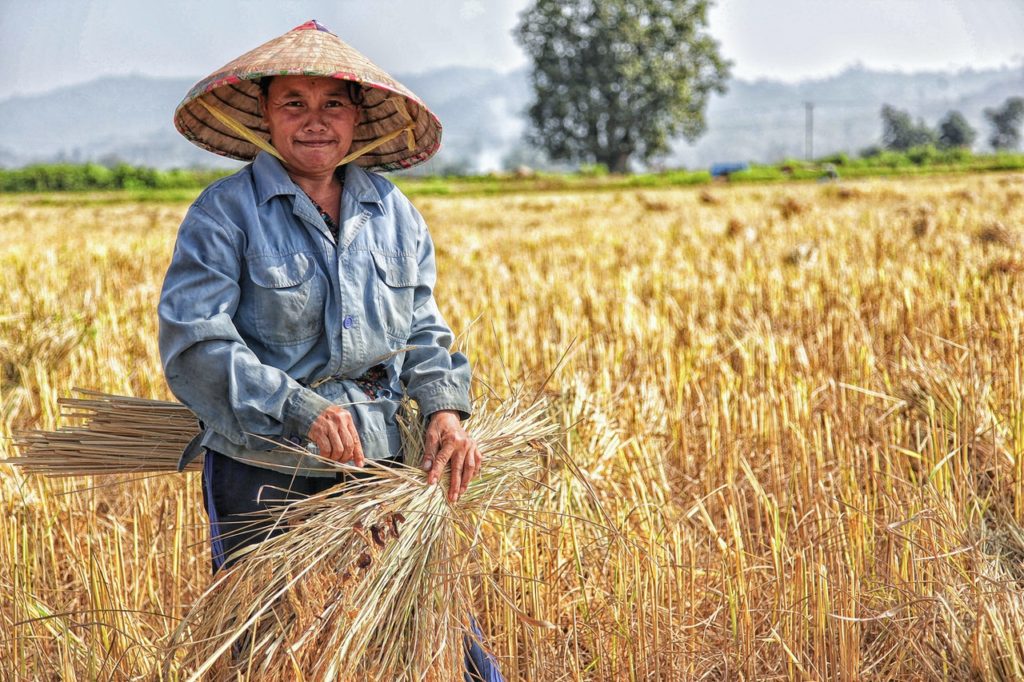 trabalhador rural Nova Andradina