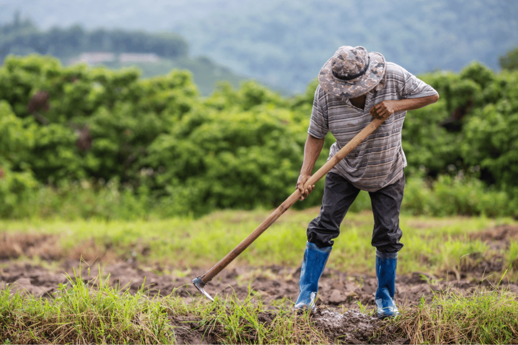 Trabalhador Rural e a Previdência  MS