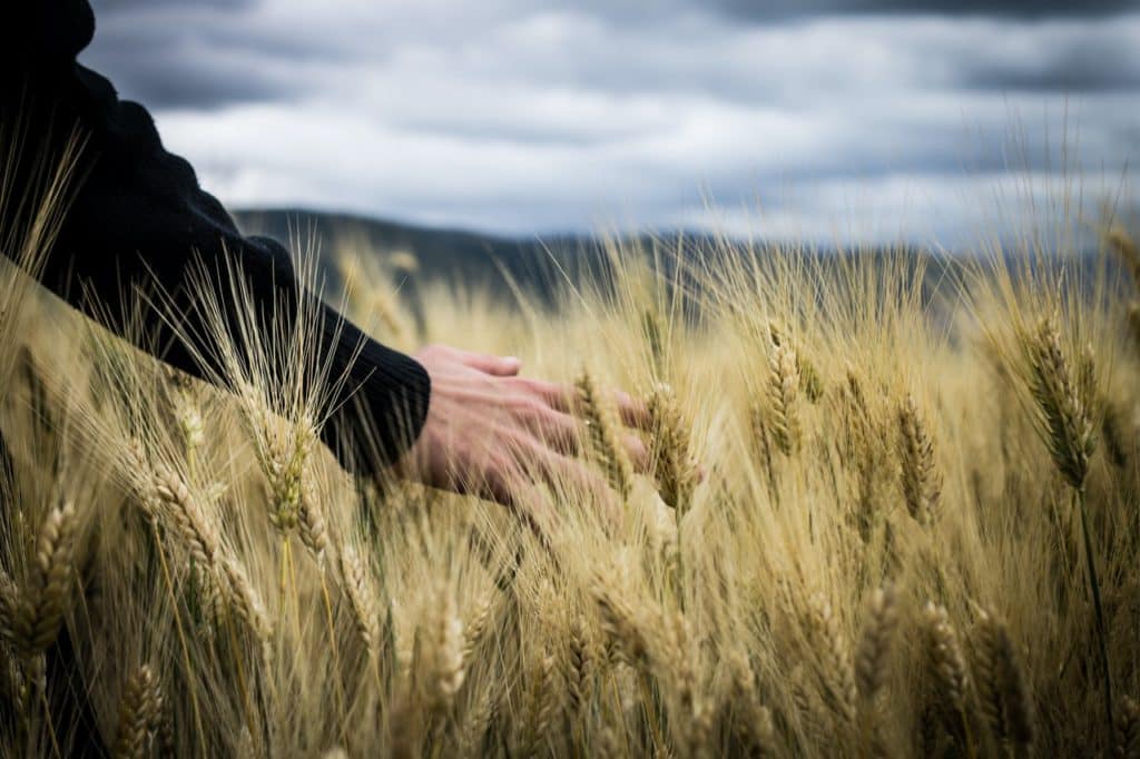 Trabalhadores da Agropecuária